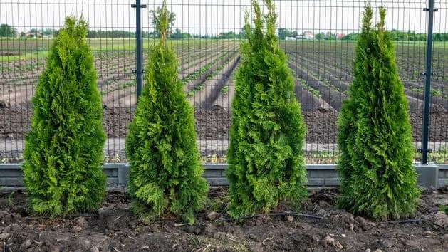 Tuja Szmaragd ile od ogrodzenia? Oto kluczowe odległości dla zdrowia roślin